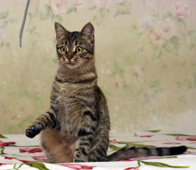 Cute tabby cat