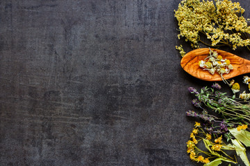 Wild and Healing herbs