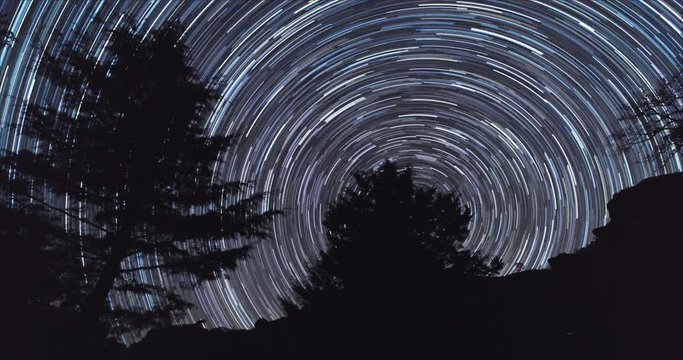 Pine in a startrail