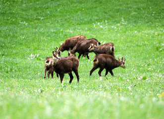The chamois Rupicapra 