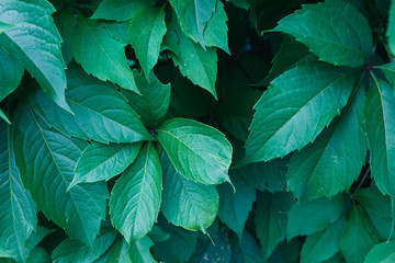 Green leaf texture. Leaf texture background. Wild grapes.