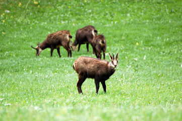 The chamois Rupicapra in meadow
