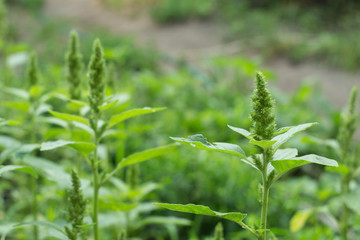 Plants of flowering amaranth