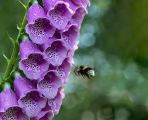 bumblebee flies up to a purple flower Digitalis. closeup