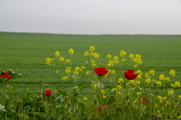 Yellow and Red Flowers Natural