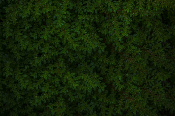 Dark green plant for background.