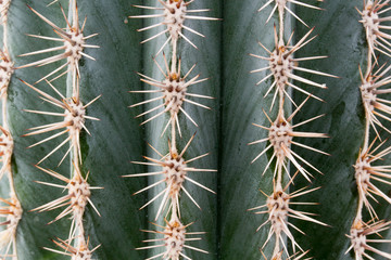 Obraz premium Close up photo of cactus ribs and spines. Vertical ridges are protected by groups of thorns going in all directions.