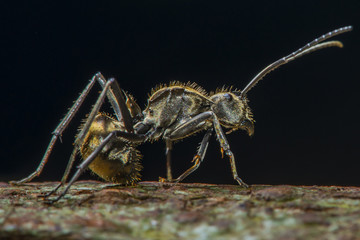 Macro black ant looking straight forwards.