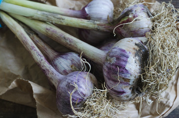 Heads of garlic with root on paper.