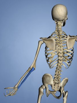 Long Bone Model - Long Bone Anatomy - We highlight the differences not