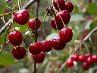 Dojrzewające wiśnie w ekologicznym sadzie © JDziedzic