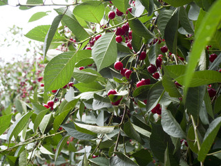 Dojrzewające wiśnie w ekologicznym sadzie © JDziedzic