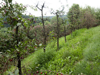 Dojrzewające wiśnie w ekologicznym sadzie