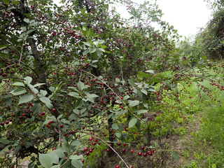 Dojrzewające wiśnie w ekologicznym sadzie © JDziedzic