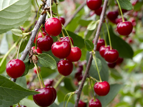 Jagoda Bilder Durchsuchen 7,488 Archivfotos, und