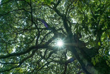 新緑の大樹からの木漏れ日