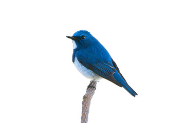 Beautiful bird in blue and white color..Charming bird ultra marine flycatcher  perching alone in highland forest isolated white background..
