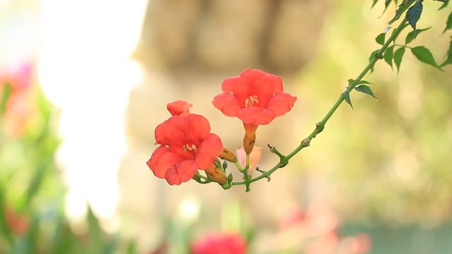 Bignone grimpante orange