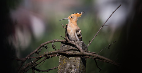 Upupa epops, wild bird resting at the farm.
