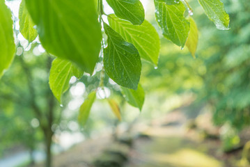 みずみずしい新緑