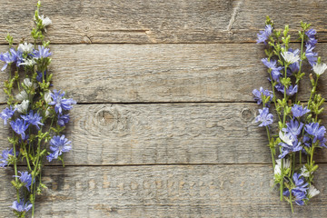 Chicory flowers on rustic wooden background. Medicinal plant Cichorii. Copy space