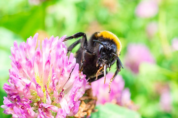 bumblebee on a clover