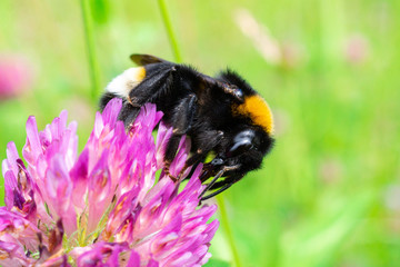 bumblebee on a clover