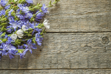 Chicory flowers on rustic wooden background. Medicinal plant Cichorii. Copy space