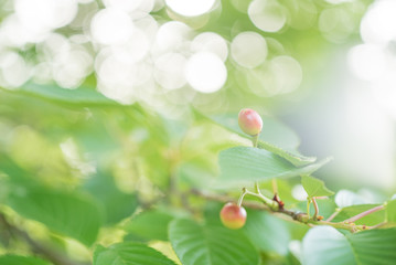 Obraz premium 若いサクランボ