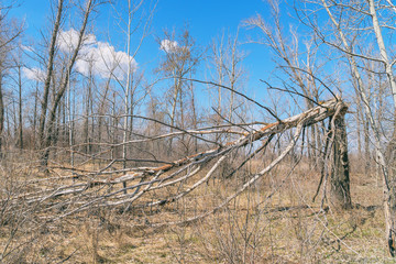 Tree trunk broken by strong wind