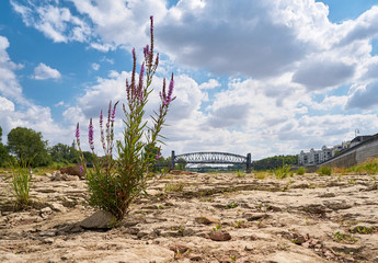 Ausgetrocknetes Flussbett der Elbe bei Magdeburg mit dem durch Trockenheit freigelegten Domfelsen