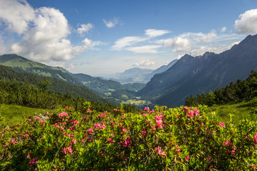 Fototapeta premium Blumen in den Bergen mit Talblick (Alpenrosen)
