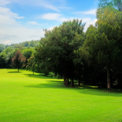 Summer park, green meadow and blue sky.