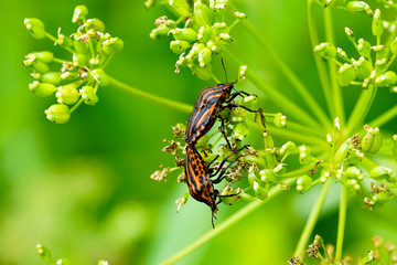 Italian striped bug Graphosoma lineatum italicum mating