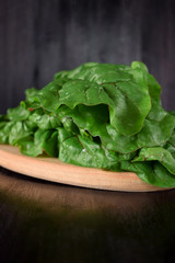 Fresh chard leaves against the dark background
