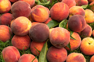 Organic Fresh peaches harvest on the green grass. Food background. Kitchen wallpaper.
