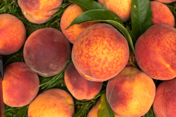 Closeup of Organic Fresh peaches harvest. Food background. 