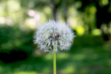 Dandelion