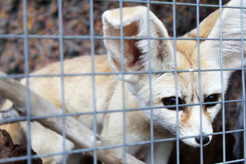 Fennec fox