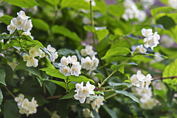 white and beautiful Jasmine flowers
