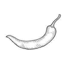 Chilly pepper Vector