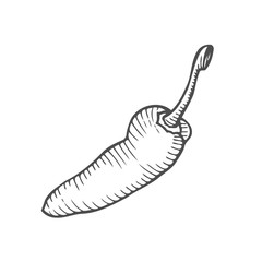 Chilly pepper Vector