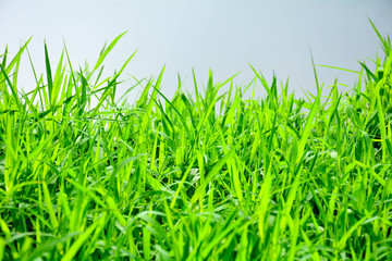 Green grass background texture.