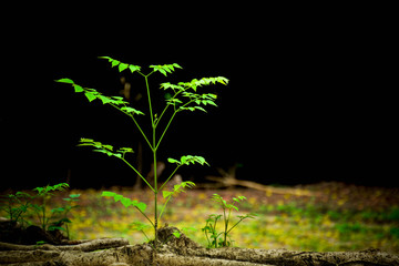 little tree growth in the forest