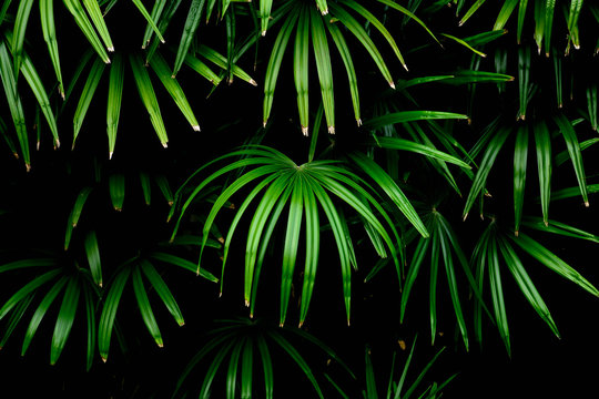 green palm leaves patterns in rain forest - light and shadow