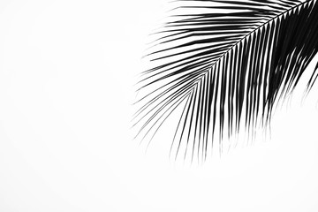 palm leaf on gray background - monochrome