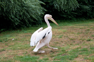 Rosapelikan seitliches Profil in Nahaufnahme