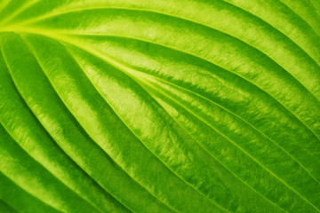 Green leaf with a pronounced texture. Abstract background
