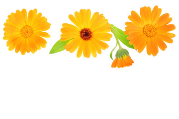 Calendula. Marigold flower isolated on white background with copy space for your text