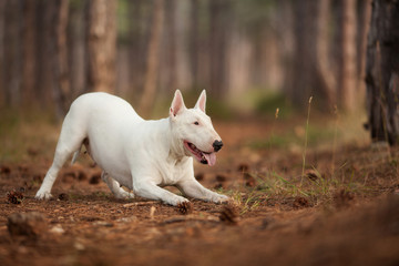 Naklejka na ściany i meble white dog breed bull Terrier does tricks bow
